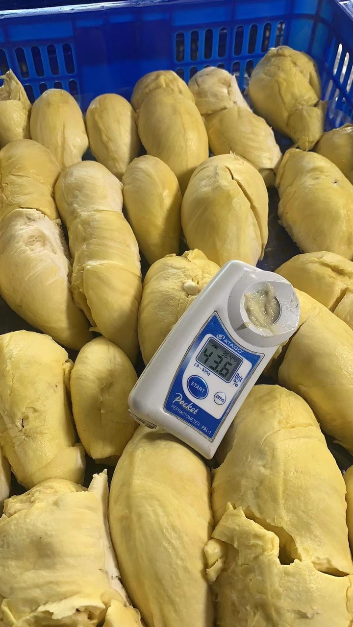 SẦU RIÊNG SẤY THĂNG HOA MYCOSPRING