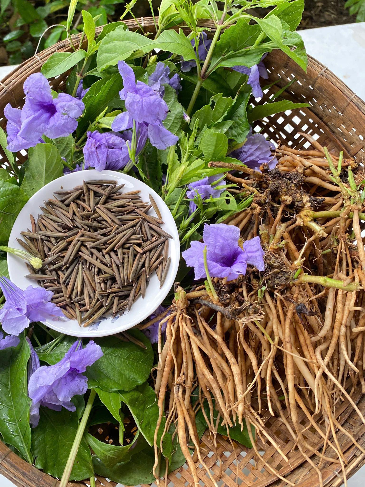 TRÀ SÂM ĐẤT ABAVINA