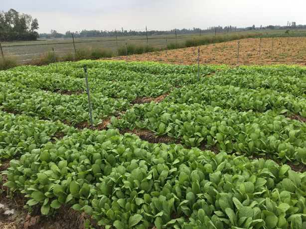 E-PUMP: THIẾT BỊ TƯỚI ĐIỀU KHIỂN TỪ XA TRONG NÔNG NGHIỆP