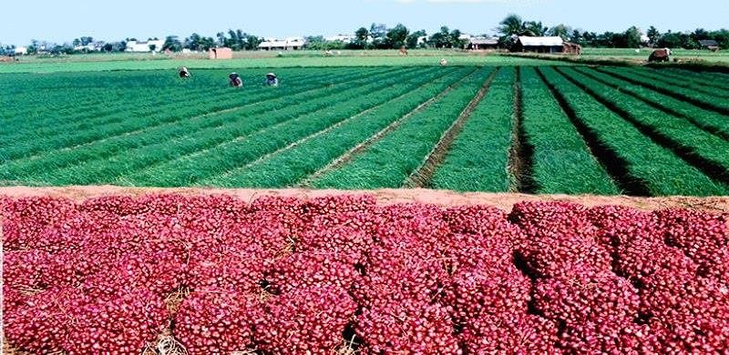 HÀNH TÍM VĨNH CHÂU