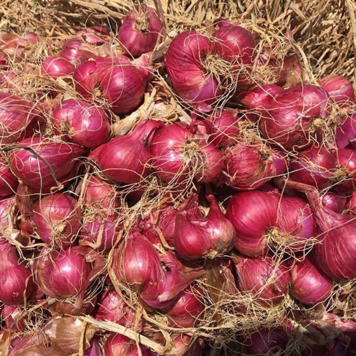 HÀNH TÍM VĨNH CHÂU