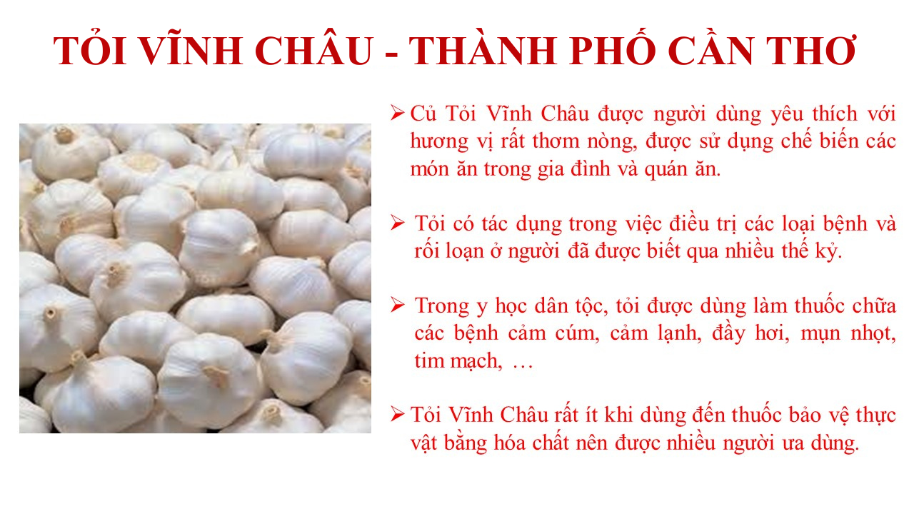 TỎI VĨNH CHÂU